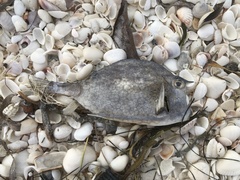 Acanthostracion polygonium