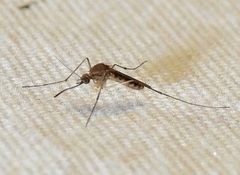 Culex territans