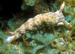 Plakobranchus