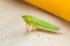 Draeculacephala angulifera