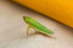 Draeculacephala angulifera