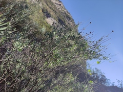 Calanticaria brevifolia