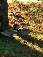 Branta canadensis