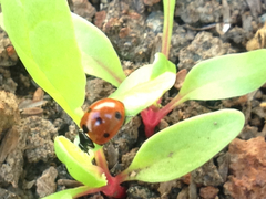 Coccinella septempunctata