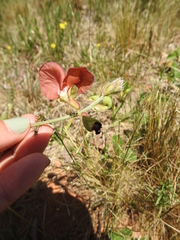 Macroptilium arenarium