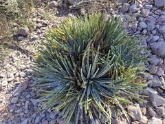 Hechtia mapimiana