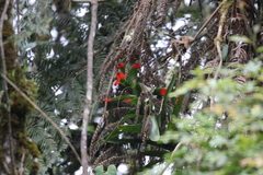 Guzmania gloriosa
