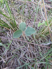 Macroptilium arenarium