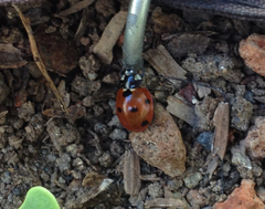 Coccinella septempunctata