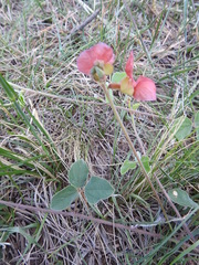 Macroptilium arenarium