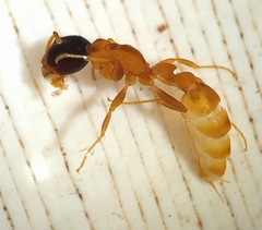 Pseudomyrmex tenuis