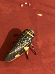 Ptyelus grossus