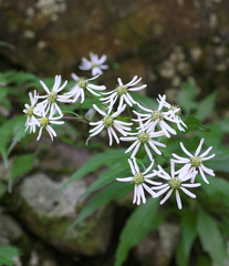 Aster ageratoides ageratoides