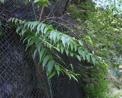 Lilium auratum