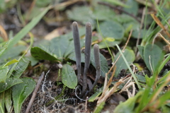 Clavaria greletii