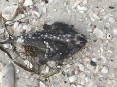 Ogcocephalus cubifrons