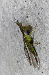 Zeugomantispa compellens