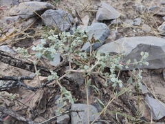 Tidestromia lanuginosa