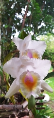 Cattleya quadricolor