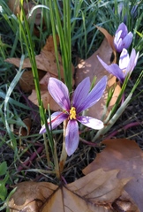 Crocus sativus