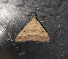 Tetanolita palligera