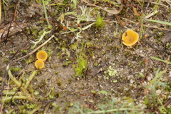 Pseudaleuria fibrillosa