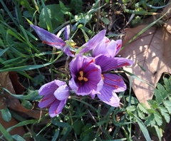 Crocus sativus