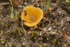 Pseudaleuria fibrillosa