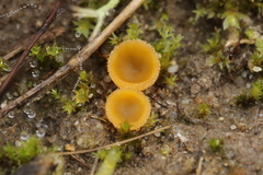 Pseudaleuria fibrillosa