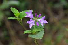 Coccocypselum pulchellum