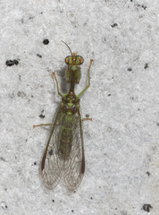 Zeugomantispa compellens