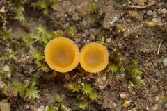 Pseudaleuria fibrillosa