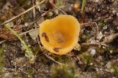 Pseudaleuria fibrillosa