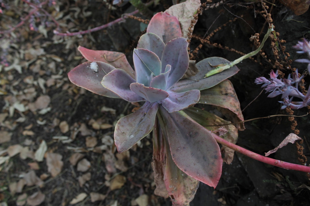 Metallic Echeveria