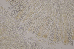 Pseudaleuria fibrillosa