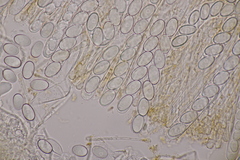 Pseudaleuria fibrillosa