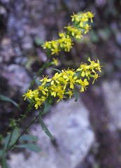 Solidago virgaurea asiatica