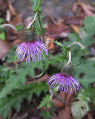Cirsium tashiroi