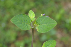 Coccocypselum pulchellum