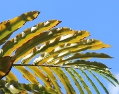 Alpinia boia