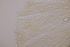 Pseudaleuria fibrillosa