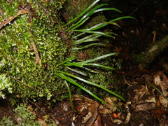 Haplopteris ensiformis