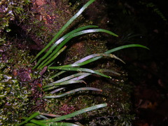 Haplopteris ensiformis