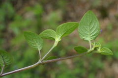 Coccocypselum pulchellum