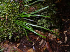 Haplopteris ensiformis