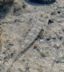 Istigobius