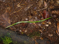 Haplopteris ensiformis
