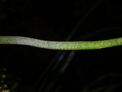 Haplopteris ensiformis