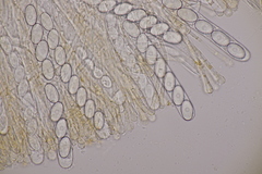 Pseudaleuria fibrillosa