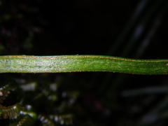 Haplopteris ensiformis